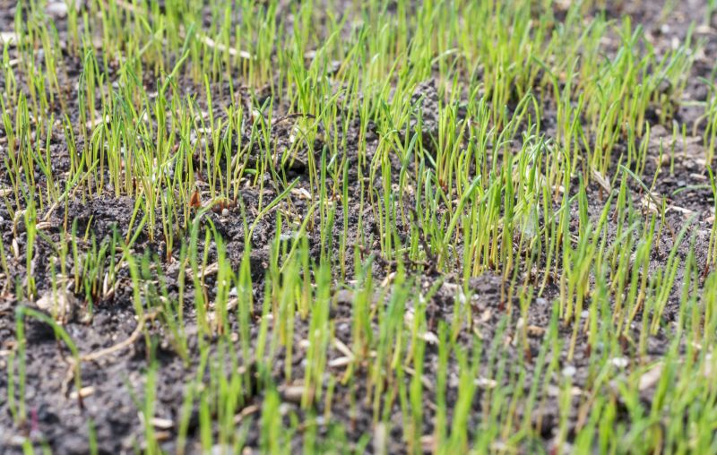 Healthy Turf Roots