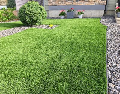 Turf is Low Maintenance, Not Requiring Watering, Mowing, or Fertilizing!